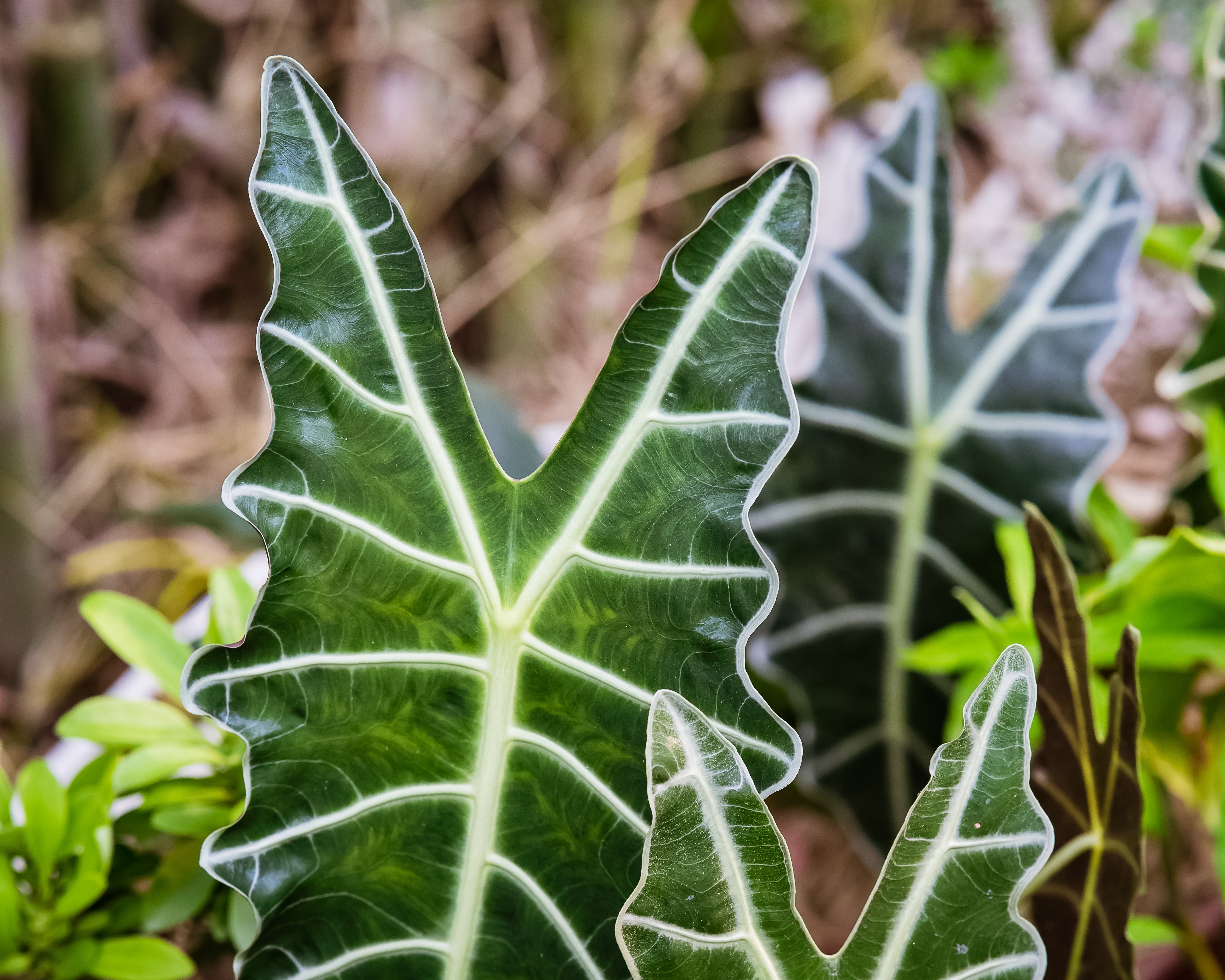 Alocasia 2024 leaf