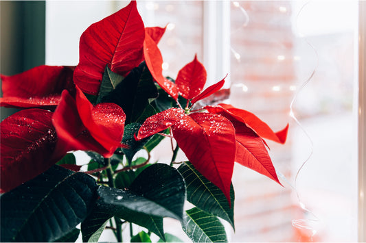 Poinsettia Houseplant Care: Essential Troubleshooting Tips and Varieties to Enhance Your Home