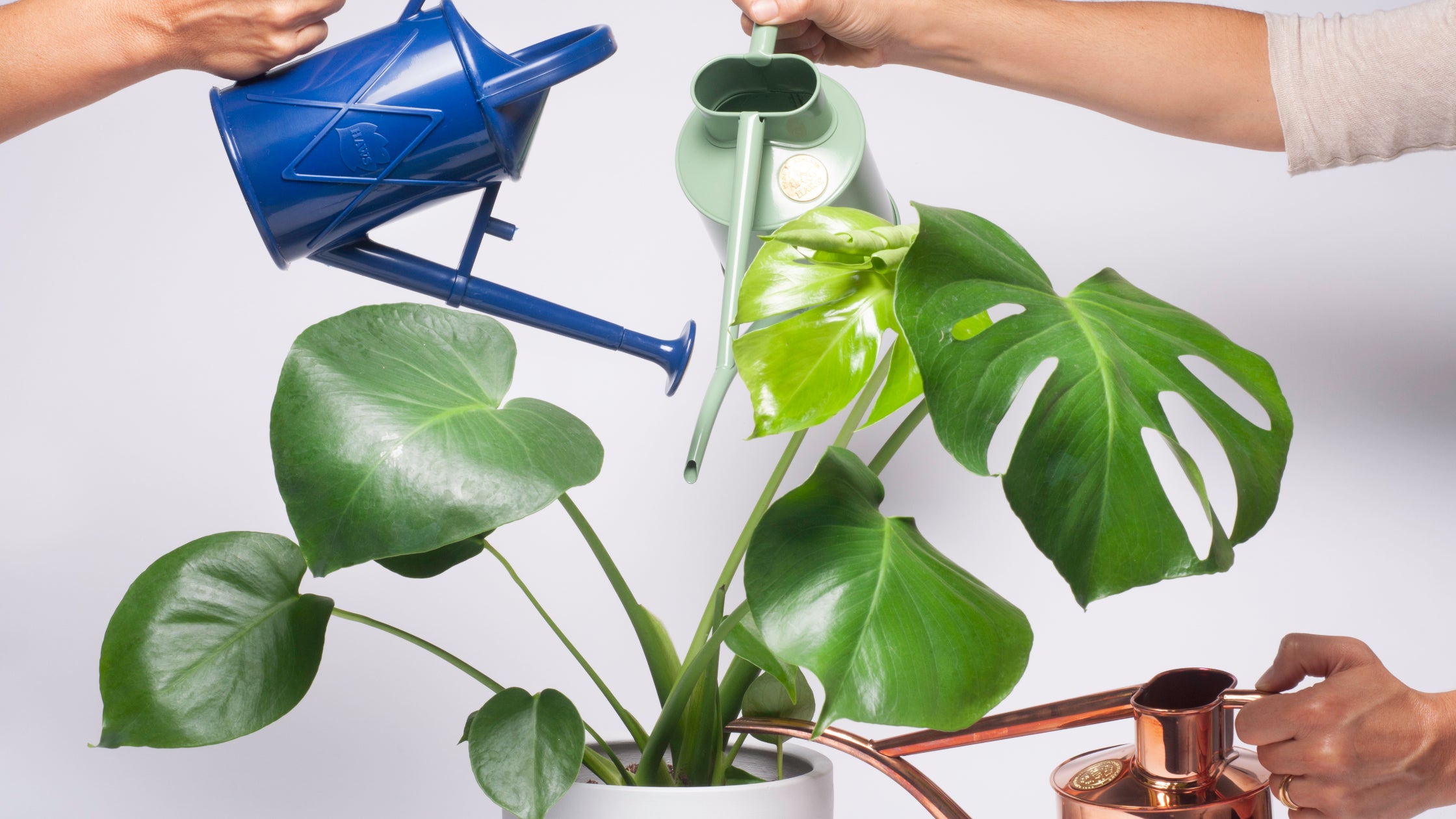 WHEN IS THE BEST TIME TO WATER MY PLANTS? – Generosa