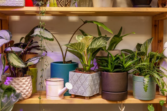 How to Choose the Best Pot for My House Plant: Essential Tips for Success