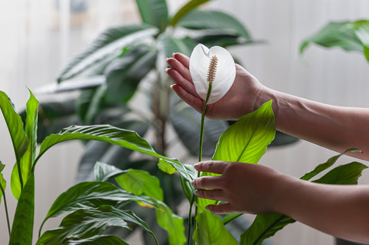 Spathiphyllum Houseplant Care: Essential Troubleshooting Tips and Popular Varieties