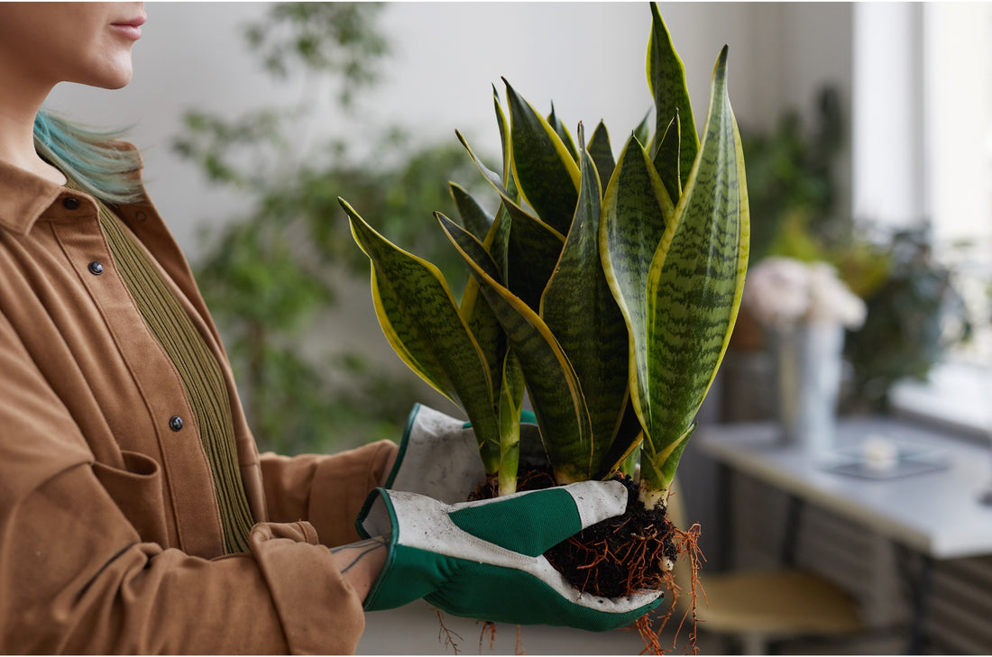 Sansevieria Houseplant Care: Key Troubleshooting Tips and Notable Varieties