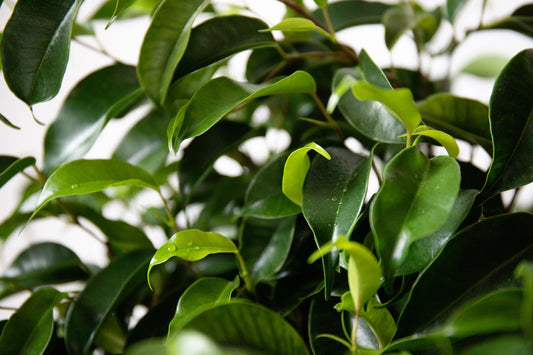 Ficus Houseplant Care: Essential Troubleshooting Tips and Popular Varieties