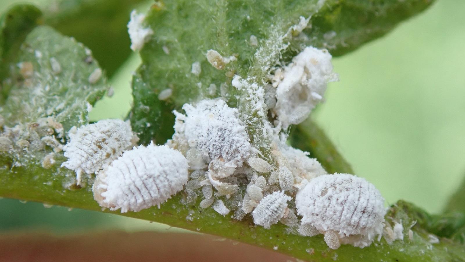 WHAT IS THIS “COTTON” ON THE LEAVES AND STEMS OF MY PLANT? – Generosa