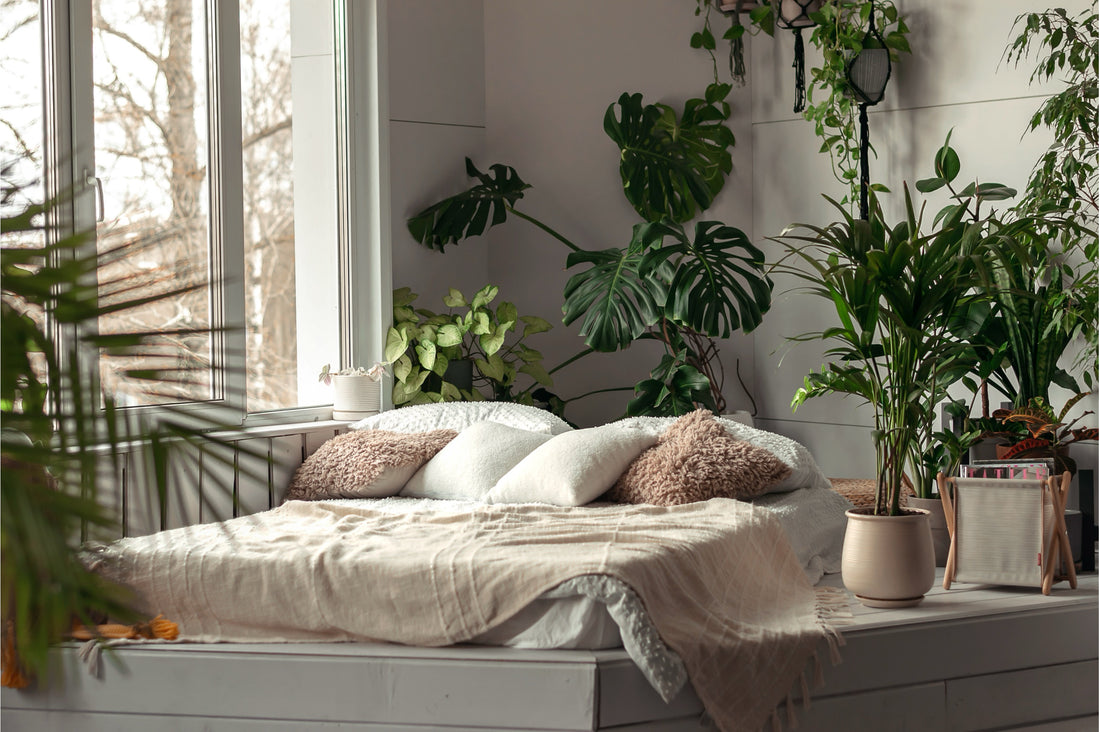 The Best House Plants for the Bedroom: Enhance Air Quality and Aesthetics