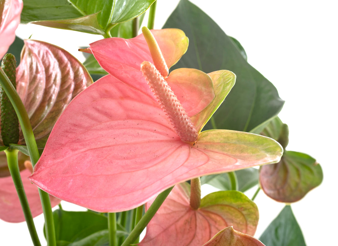 Houseplants with Pink Foliage and Pink Flowers to Celebrate Pink October: Care Tips for a Meaningful Month