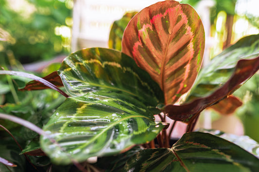 Calathea Houseplant Care: Essential Troubleshooting Tips and Popular Varieties