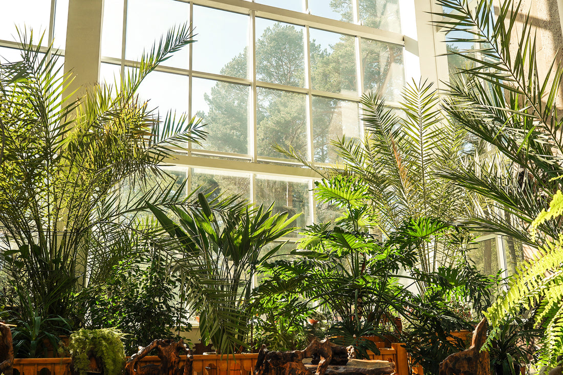 From Parlors to Plant Havens: Uncovering the Victorian Obsession with Indoor Greenery