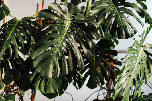 How Do You Handle a Giant Houseplant Monstera? Essential Tips for Controlling Growth at Home