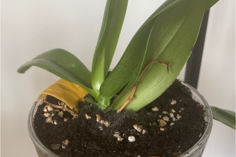 What's wrong with my Phalaenopsis orchid?