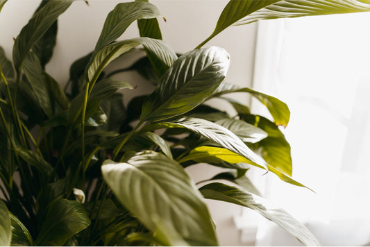 What Plant Requires the Least Care? Discover Our Top Low-Maintenance Houseplants