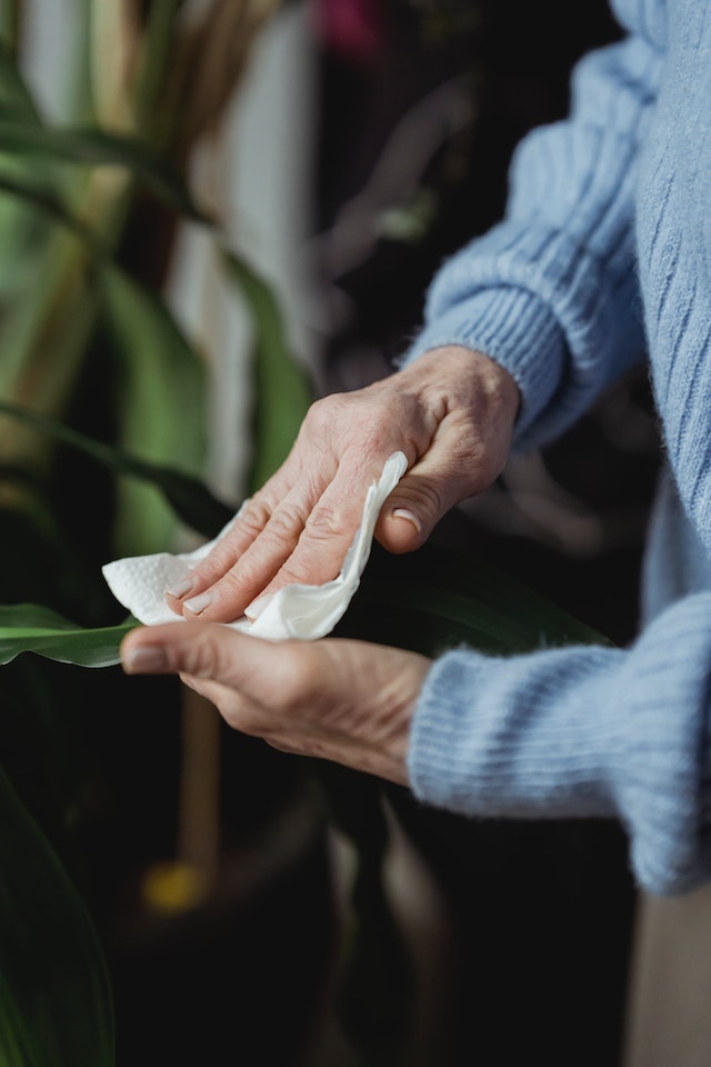 Houseplant Leaves Cleaning: Essential Tips and Techniques