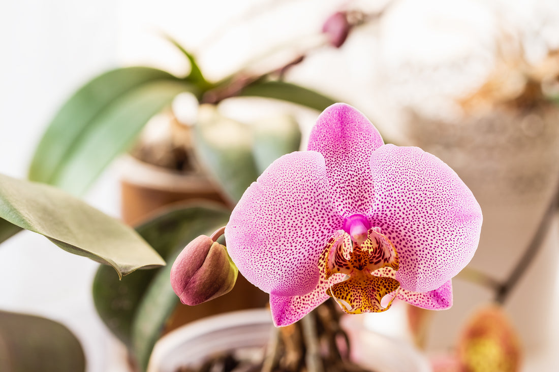 Phalaenopsis Houseplant Care: Solutions for Common Issues and Stylish Varieties