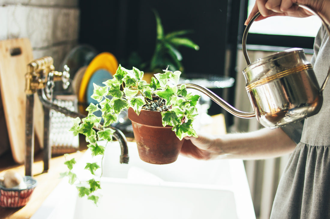 A Comprehensive Guide on Mastering Watering Houseplants: Essential Tips, Tricks, and Methods