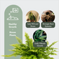 HOUSE PLANT SOIL FRESHENER | Sustrato enriquecido